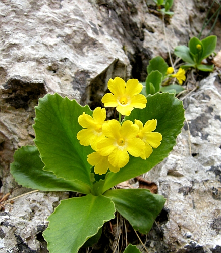 Primula auricula / Primula orecchia d''orso